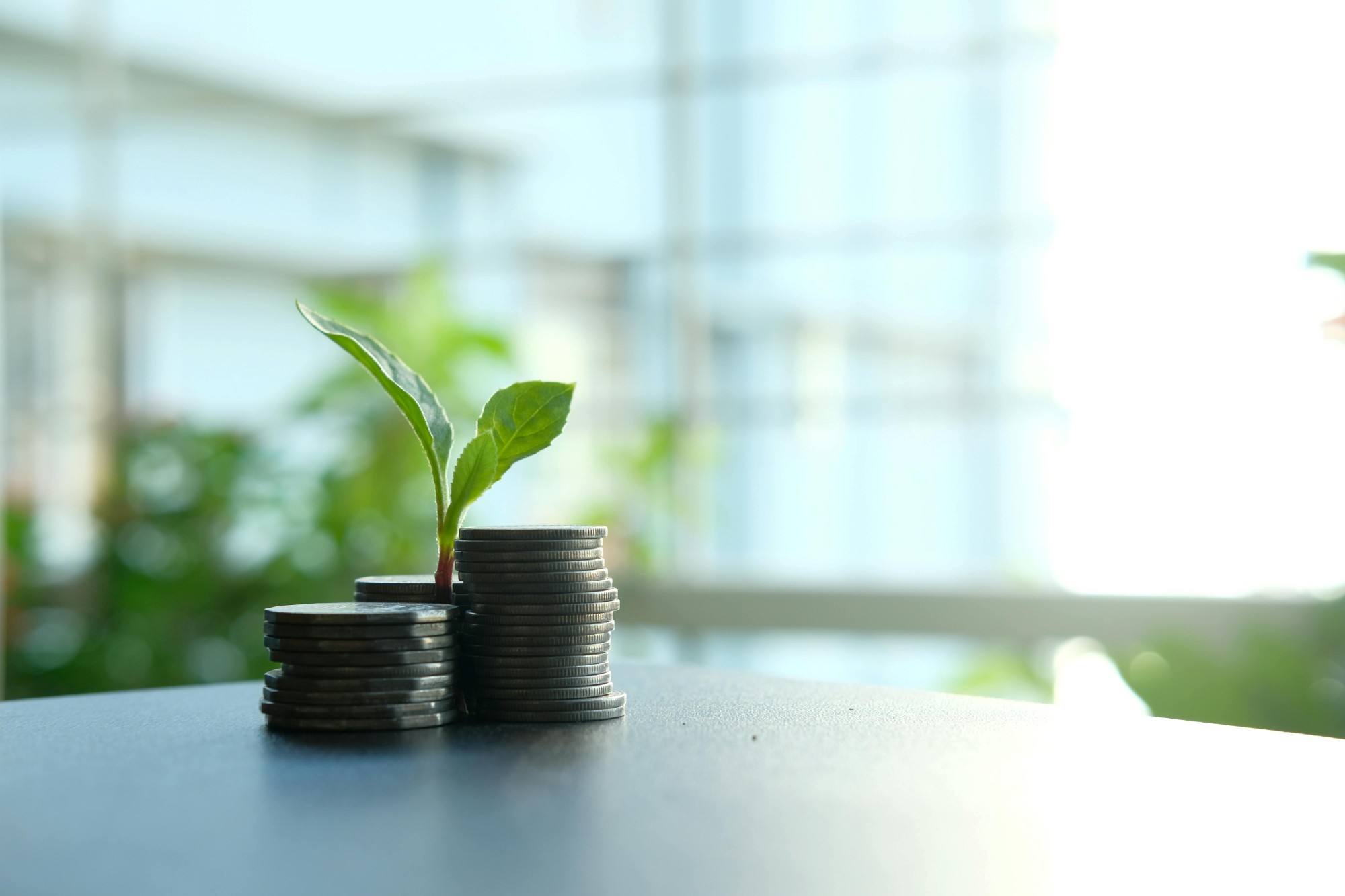 Monetų krūvelės su daigu, simbolizuojančios investavimą į valstybės obligacijas